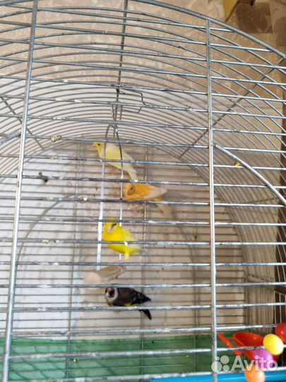 Канарейка кенар