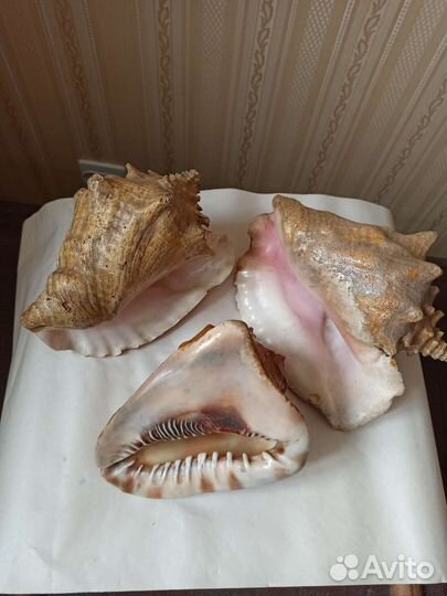 Большая морская раковина