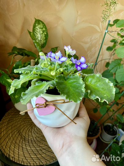 Кашпо керамическое для цветов