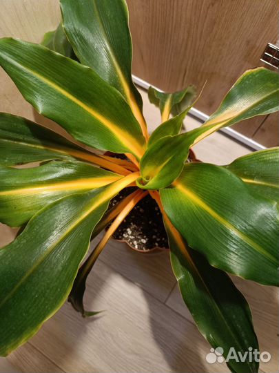 Хлорофитумы