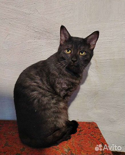 Мраморный красавчик