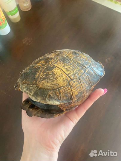 Панцирь черепахи