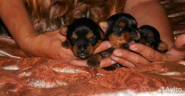 Йоркширский терьер мини