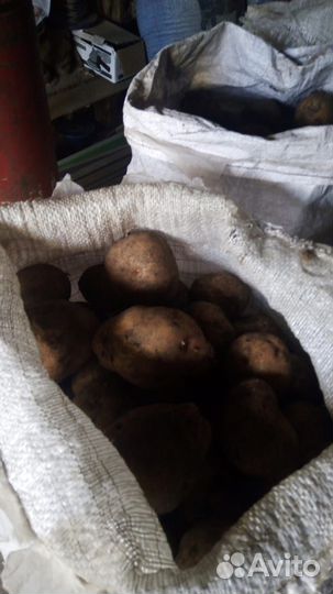 Продам картофель