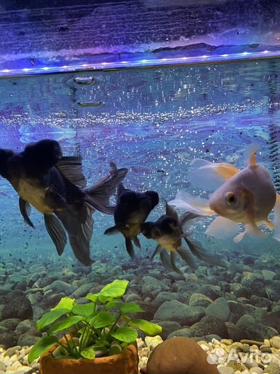 Аквариум с рыбками