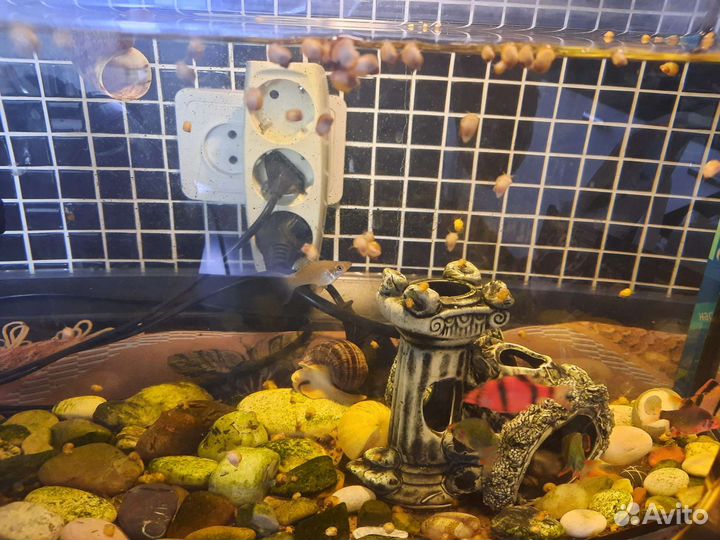 Улитки аквариумные ампулярии