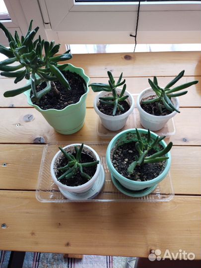 Крассула овита хоббит