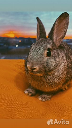 Кролик с клеткой