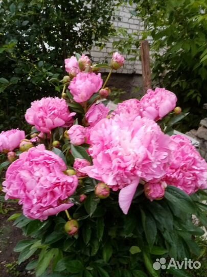 Саженцы, корни пионов (многолетние цветы)