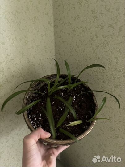 Комнатные растения цветы обмен