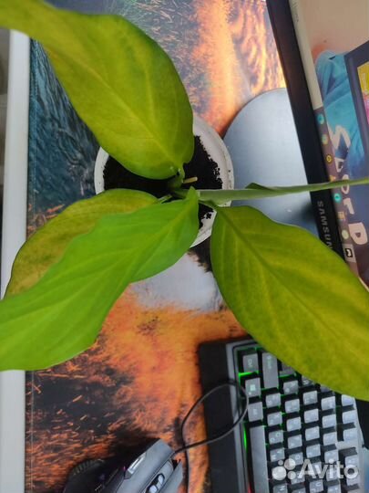 Цветок женское счастье