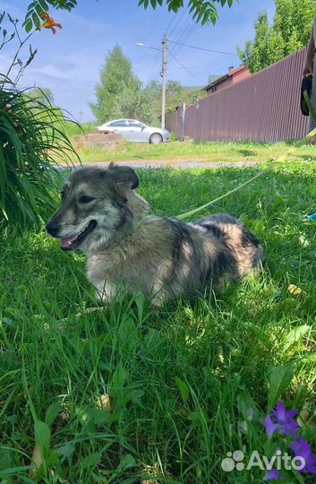 Собака девочка Айка 1,5 годика