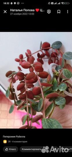 Комнатные цветы