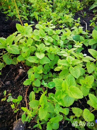 Мята мелисса (лимонная), садовая, перечная