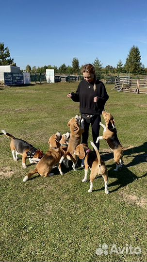 Кинолог/дрессировка/передержка