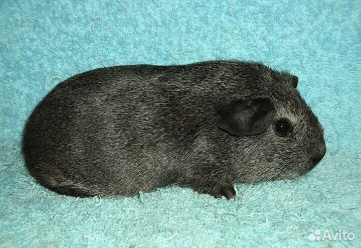 Морские свинки, мальчики