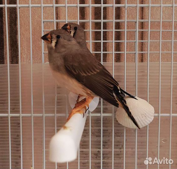 Зебровые амадины