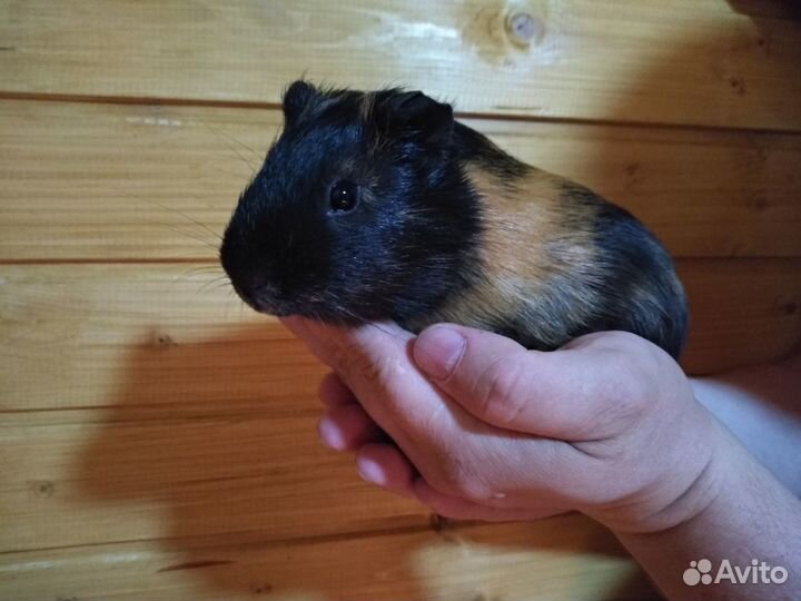 Морская свинка, мальчик, 5 мес