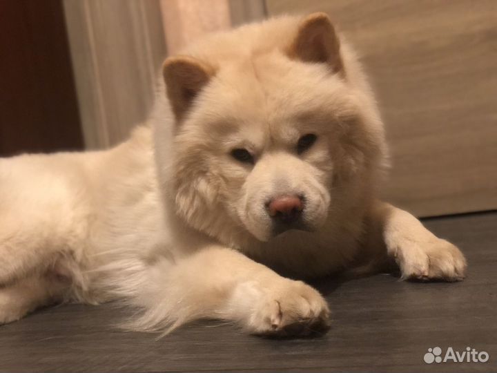 Чау-чау кобель для вязки