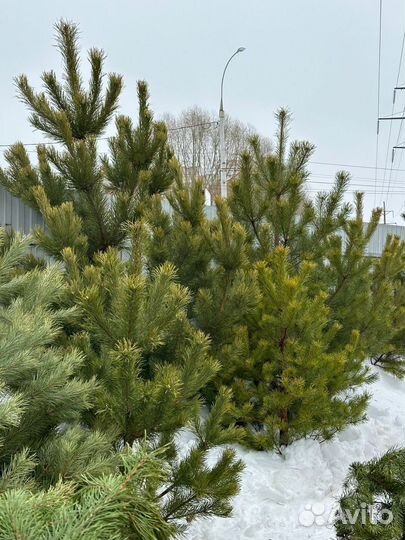 Сосна, Ель. Новогодняя живая, лапник