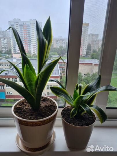 Комнатные растения