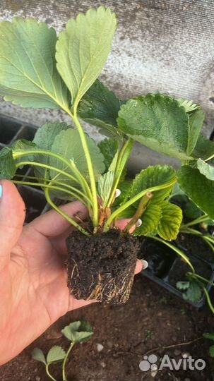 Рассада ремонтантной клубники в стаканах