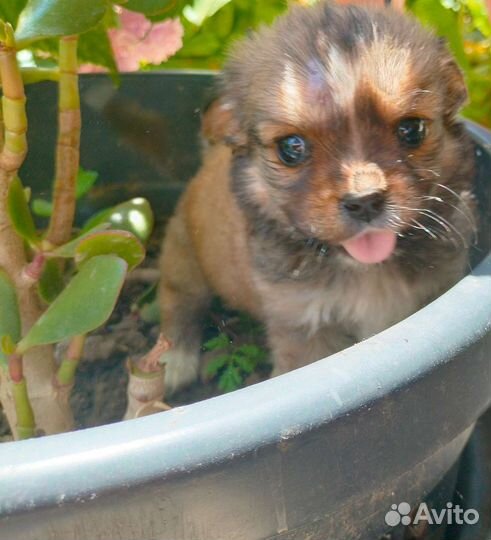 Собаки бесплатно в добрые руки щенки