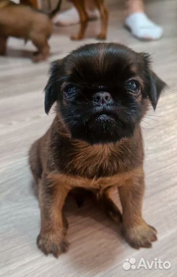 Девочка Пти- брабансон/Брюссельский гриффон