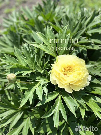 Пион Бартзелла (корни/делёнки)