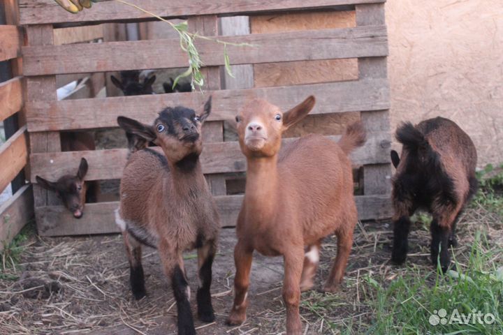 Камеруно-нигерийские козлята