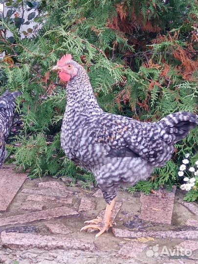 Молодые Петушки