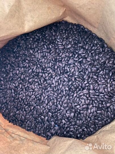 Семена гибридов подсолнечника Экспресс Евролайтинг