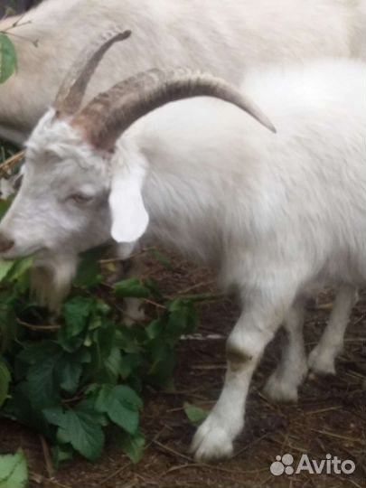 Козаприму-поросёнок