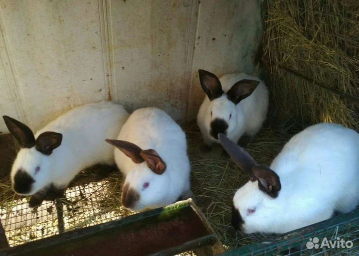 Крольчихи, крольчата калифорнийские