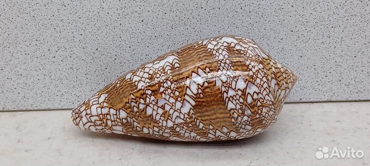 Конус Текстиль 9 морская ракушка раковина