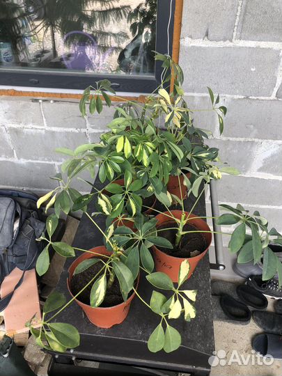 Шефлера, спатифилум, антуриум черный