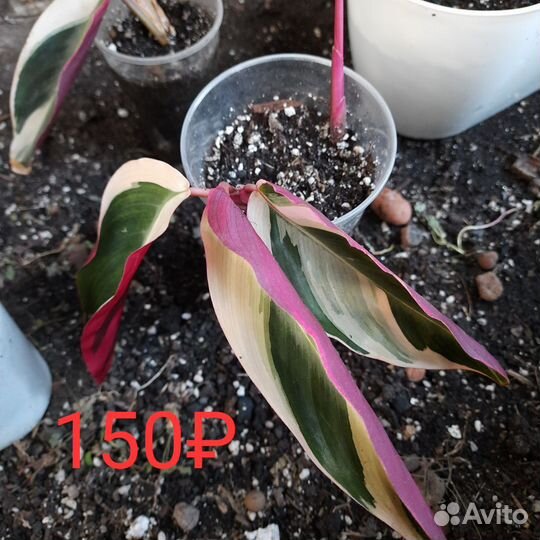 Бронь Строманта Триколор