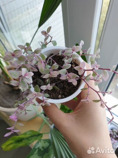 Каллизия розовая пантера