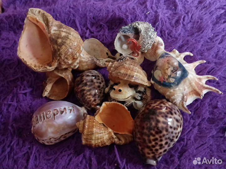 Морские ракушки