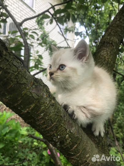 Шотландские котята