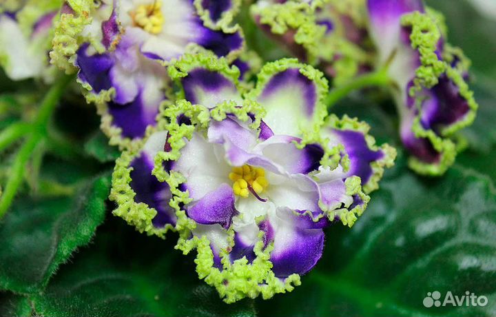 Фиалки, различные сорта, комнатные растения