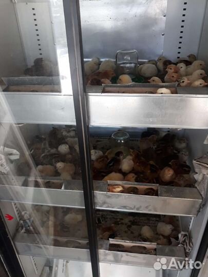 Цыплята мясо яичной породы