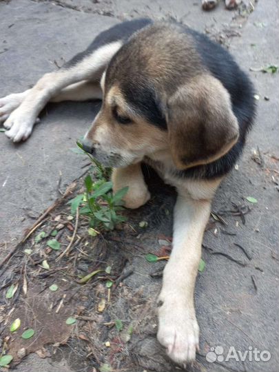 Щенки бигль