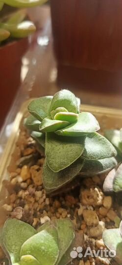 Крассула спринг тайм