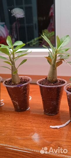 Адениум сеянцы