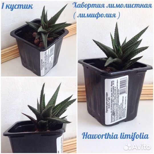 Хавортия лимолистная лимифолия Haworthia limifolia