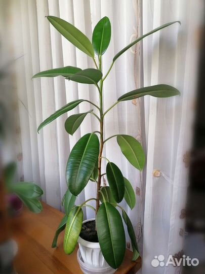 Фикус каучуконосный