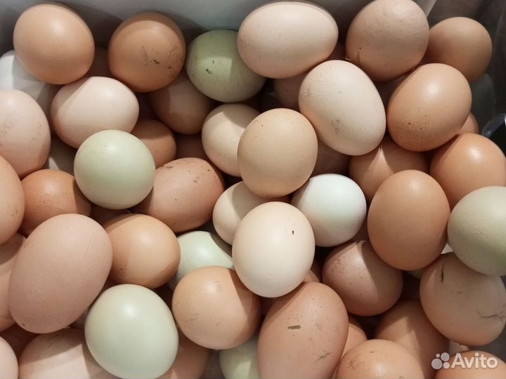 Домашние куриные яйца