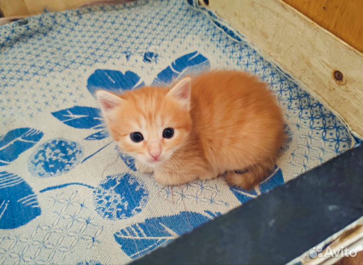 Длинношерстные котята