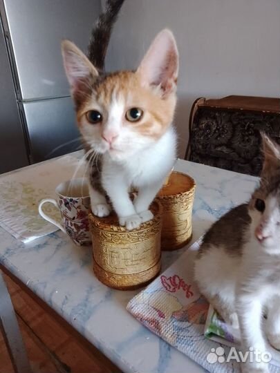 Котята в добрые руки бесплатно мальчик